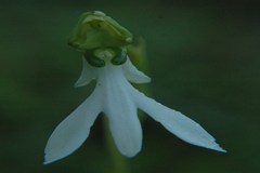 Habenaria longicorniculata